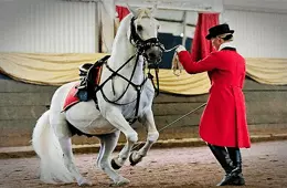 The South African Lipizzaners
